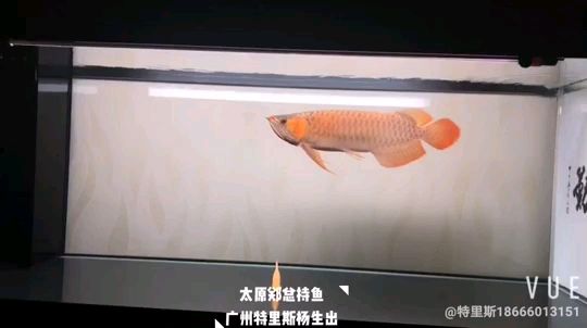 山西太原魚友反饋（下掛胸鰭萬吉、從我這請(qǐng)回家半年左右、體型真漂亮）