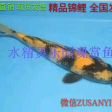 觀賞魚大量死亡（觀賞魚死亡的原因及解決方法） 泰國虎魚（泰虎） 第3張