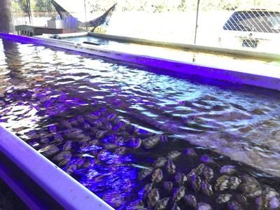 海水觀賞魚店掙錢嗎（水族店經營秘籍）