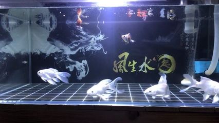 蝴蝶鯉魚缸背景（蝴蝶鯉魚缸背景推薦選擇合適的魚缸背景可以更好地展示其魅力） 黃金夢幻雷龍魚 第3張