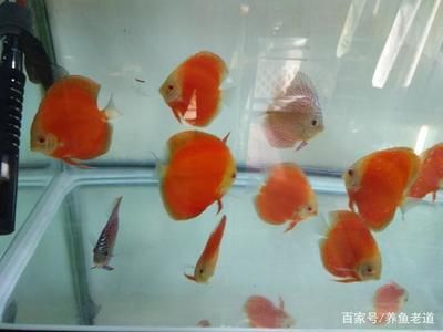 觀(guān)賞魚(yú)投喂量（觀(guān)賞魚(yú)投喂量如何計(jì)算） 龍魚(yú)專(zhuān)用燈 第4張