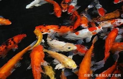 觀賞魚最大的優(yōu)點(diǎn)（觀賞魚的優(yōu)點(diǎn)與注意事項(xiàng)） 黑水素 第4張