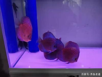 觀賞魚蒙眼怎樣治療養(yǎng)魚老道（觀賞魚蒙眼病的治療方法） 帝王迷宮魚 第3張