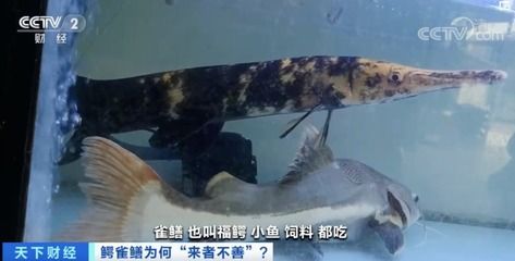 觀賞魚買賣平臺哪個好（如何選擇觀賞魚買賣平臺）