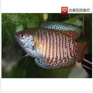 觀賞魚交流平臺哪個好（如何選擇一個優(yōu)質(zhì)的觀賞魚交流平臺） 祥龍龍魚專用水族燈 第1張