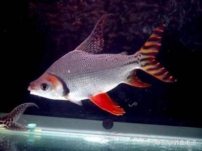 純白色的觀賞魚叫什么名（白色觀賞魚的種類） 銀古魚苗 第1張