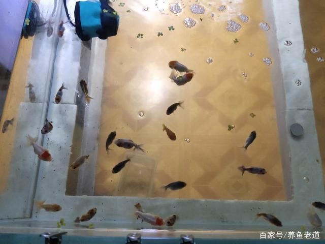 觀賞魚(yú)互動(dòng)性（如何提高觀賞魚(yú)互動(dòng)性） 一方水族 第1張