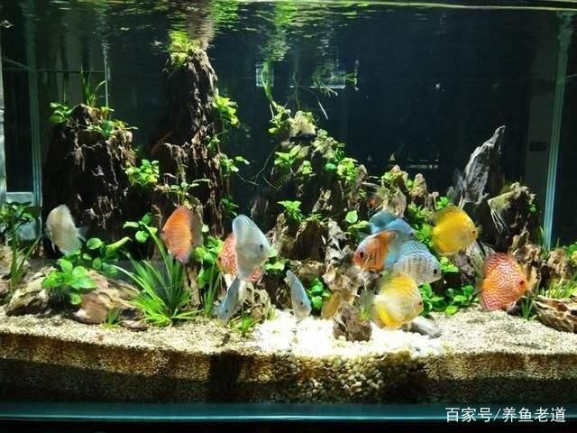 觀賞魚七彩神仙魚和燕魚能混養(yǎng)嗎（七彩神仙魚和燕魚可以混養(yǎng)） 大白鯊魚 第4張