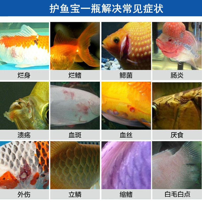 觀賞魚進(jìn)口流程（觀賞魚進(jìn)口流程是怎樣的？） 噴點(diǎn)菠蘿魚 第4張