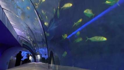 觀賞魚水族館設(shè)計(jì)圖案簡單（觀賞魚水族館的設(shè)計(jì)圖案） 孵化器 第1張