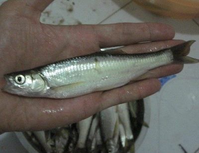 大白條魚（大白條魚和翹嘴魚的區(qū)別） 泰龐海蓮魚 第3張