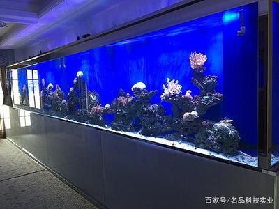 觀賞魚商店（如何開設(shè)一家成功的觀賞魚商店）