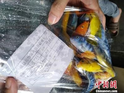 廣州海水觀賞魚廠家（廣州地區(qū)的海水觀賞魚廠家） 水族用品 第1張