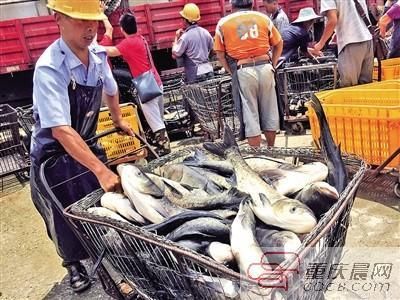 淡水魚批發(fā)市場在哪（淡水魚批發(fā)市場位置）