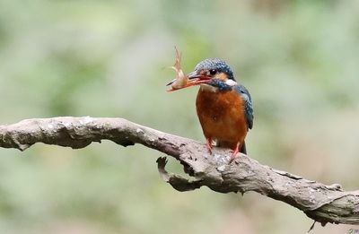 紅肚鳥嘴魚（關(guān)于紅肚鳥嘴魚的具體介紹） 狗仔（招財貓)魚苗 第3張