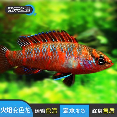 冬天觀賞魚(yú)如何發(fā)快遞（冬天發(fā)快遞觀賞魚(yú)需要注意保暖措施以確保觀賞魚(yú)運(yùn)輸過(guò)程中存活） 愛(ài)龍仕 第4張