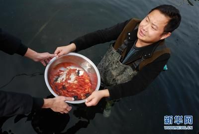 觀賞魚趨勢（全球觀賞魚市場規(guī)模將繼續(xù)擴大觀賞魚市場的發(fā)展趨勢） 創(chuàng)寧水族 第4張