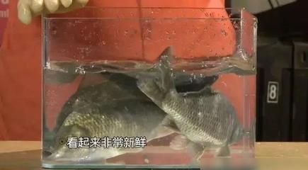 觀賞魚不能食用嗎（觀賞魚不建議被食用，原因如下：觀賞魚與食用魚的區(qū)別） 定時(shí)器/自控系統(tǒng) 第3張