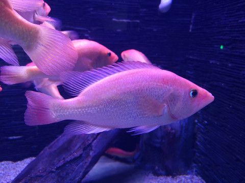 紅老虎魚的詳細(xì)資料（紅老虎魚(redbaysnook)） 紅頭利魚 第3張