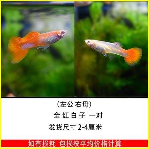 觀賞魚投喂次數怎么計算（如何確定觀賞魚的投喂次數） 小型觀賞魚 第1張