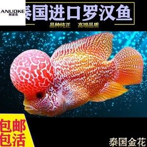 高端觀賞魚有哪些（高端觀賞魚的世界） 喂食器 第4張