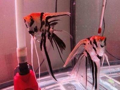 觀賞魚長尾巴怎么回事（觀賞魚的尾巴長度是由其基因決定的，飼養(yǎng)注意事項(xiàng)） 武吉美拉金龍魚 第3張