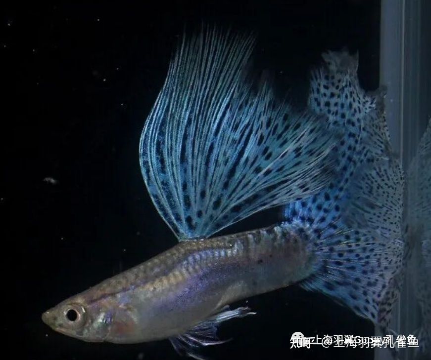 觀賞魚(yú)能郵寄嗎現(xiàn)在多少錢(qián)（全球?qū)櫸锖娇者\(yùn)輸政策概覽不同國(guó)家和地區(qū)的航空公司對(duì)不起） 可麗愛(ài)魚(yú)缸 第3張