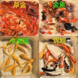 北水魚食批發(fā)（關(guān)于北水魚食批發(fā)的問題） 過濾設(shè)備 第2張