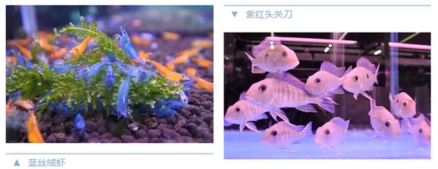 觀賞魚類養(yǎng)殖課件（c海水觀賞魚的養(yǎng)護秘籍） 和興紅龍 第1張