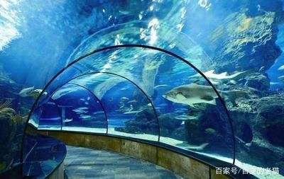 觀賞魚水族館怎么樣（武漢歐升水族館安卓版網(wǎng)友評價水族館安卓版網(wǎng)友評價） 黑白雙星魚 第1張