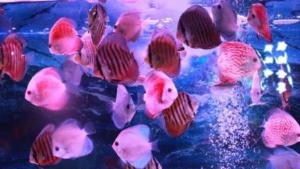 觀賞魚水族館怎么樣（武漢歐升水族館安卓版網(wǎng)友評價水族館安卓版網(wǎng)友評價） 黑白雙星魚 第3張