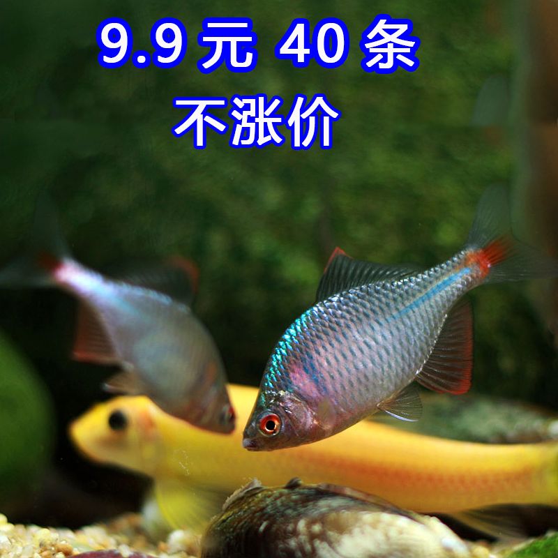 淡水魚小型觀賞魚種類（小型觀賞魚的種類和特點(diǎn)）