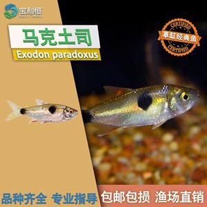 淡水魚小型觀賞魚種類（小型觀賞魚的種類和特點(diǎn)）