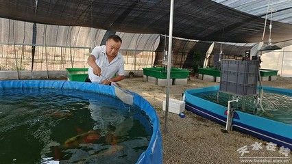 低溫 觀賞魚（低溫觀賞魚養(yǎng)殖技術(shù)低溫觀賞魚養(yǎng)殖技術(shù)低溫觀賞魚養(yǎng)殖方法） 薩伊藍(lán)魚 第2張