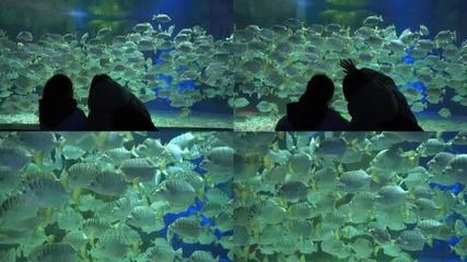 觀賞魚(yú)水族館視頻（關(guān)于觀賞魚(yú)水族館的一些視頻推薦） 七彩神仙魚(yú) 第1張