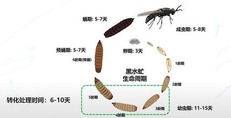 黑水虻哪里回收（黑水虻回收和利用有望成為一個重要的產(chǎn)業(yè)方向） 圣菲埃及魚 第1張