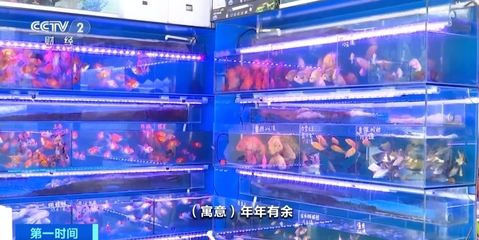 花卉觀賞魚市場怎么樣啊現(xiàn)在（探秘黑莊戶鄉(xiāng)觀賞魚夜市）