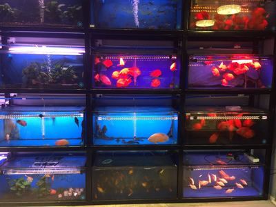 海水觀賞魚店（和順海水觀賞魚店） iwish愛唯希品牌魚缸 第3張