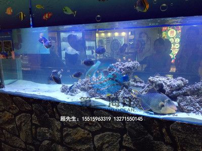 海水觀賞魚店（和順海水觀賞魚店） iwish愛唯希品牌魚缸 第4張