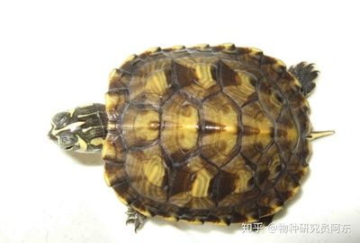 觀賞龜排名（寵物龜飼養(yǎng)指南） 水族問答 第1張