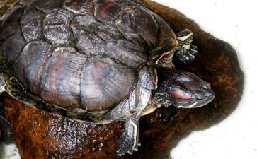 觀賞龜排名（寵物龜飼養(yǎng)指南） 水族問答 第3張