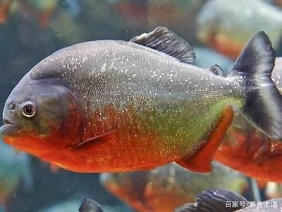 觀賞魚會吃小魚嗎（養(yǎng)殖觀賞魚的注意事項） 紅勾銀版魚 第3張