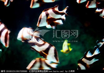 黑白條紋的魚（黑白條紋的魚類及其特征） 魚缸百科 第3張