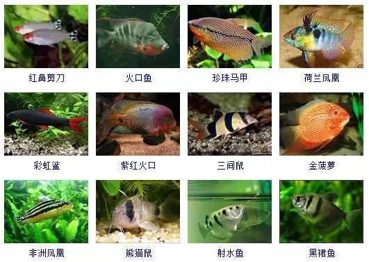 各種觀賞魚（世界各地的觀賞魚品種世界各地的觀賞魚品種世界各地的觀賞魚） 星座運勢 第4張