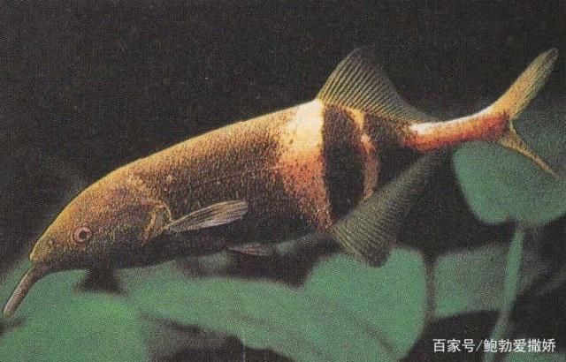 非洲象鼻魚(yú)（非洲象鼻魚(yú)的生存智慧）