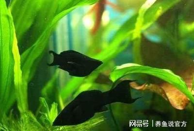 黑色的觀賞魚叫什么名字（虎皮魚的飼養(yǎng)技巧虎皮魚的飼養(yǎng)技巧虎皮魚的飼養(yǎng)技巧） 觀賞魚飼料 第1張