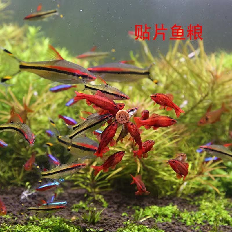 紅蟲可以直接喂觀賞魚嘛（如何選擇紅蟲？）