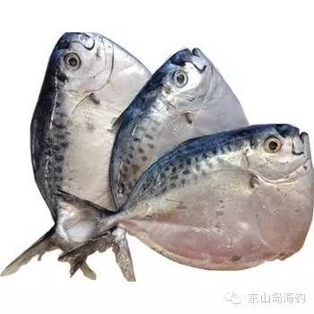 刀鯧魚（刀鯧魚是什么魚）