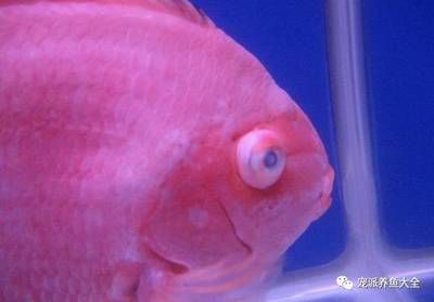 觀賞魚蒙眼?。P(guān)于觀賞魚蒙眼病的一些信息） 招財(cái)戰(zhàn)船魚 第3張