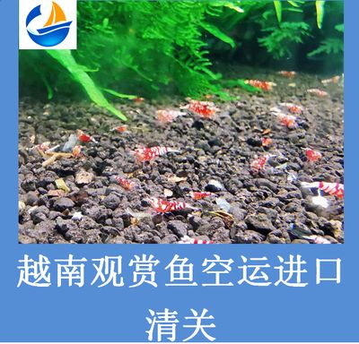 觀賞魚進(jìn)口清關(guān)（國(guó)際貿(mào)易法規(guī)概覽） 九鼎魚缸 第1張